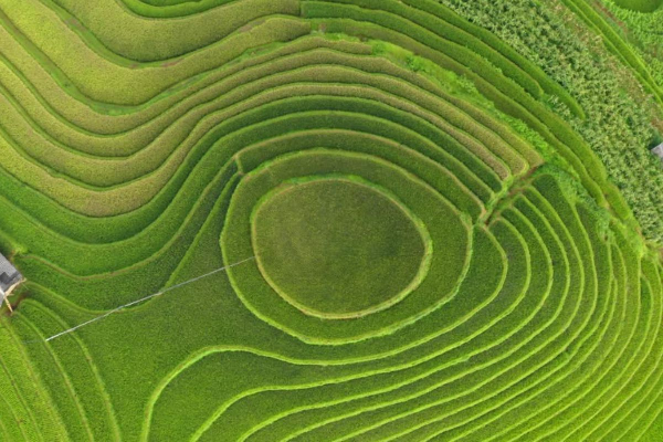 7D6N Magical Mu Cang Chai & Stunning Sapa Tour - photo 4